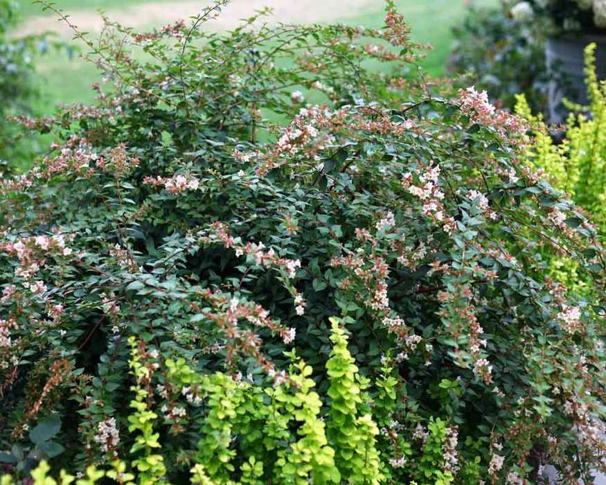 Abelia Sunny Anniversary Bluestone Perennials