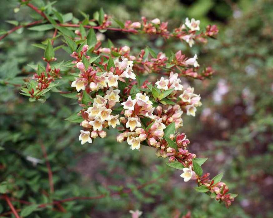Abelia Sunny Anniversary Bluestone Perennials