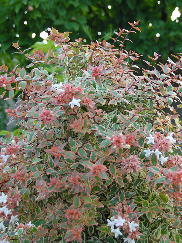 Abelia Tres Amigos