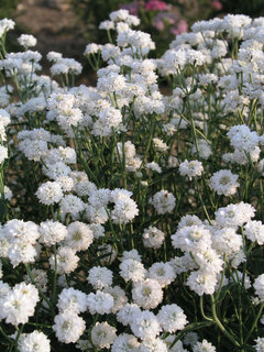 Achillea