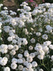 Achillea Angels Breath