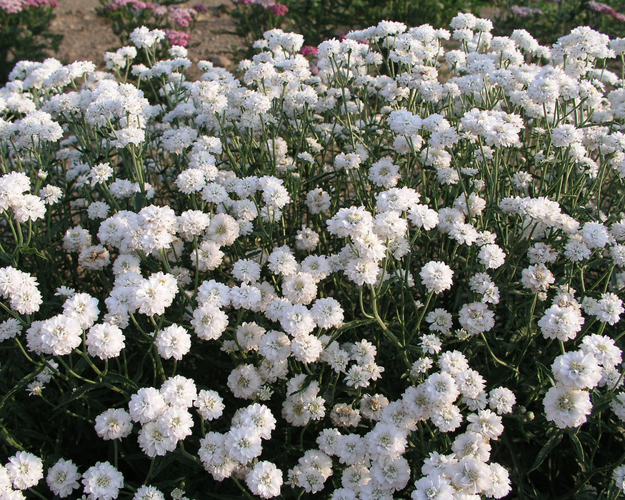 Achillea Angel’s Breath | Bluestone Perennials