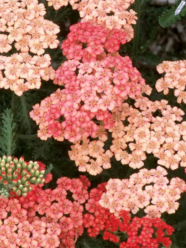 Achillea Apricot delight