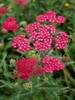 Achillea Angie