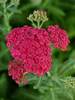 Achillea Angie