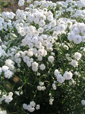 Link to Achillea Ballerina