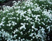 Achillea Ballerina