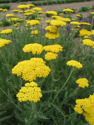 Link to Achillea Coronation Gold