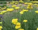 Achillea Coronation-Gold