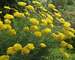 Achillea Coronation-Gold