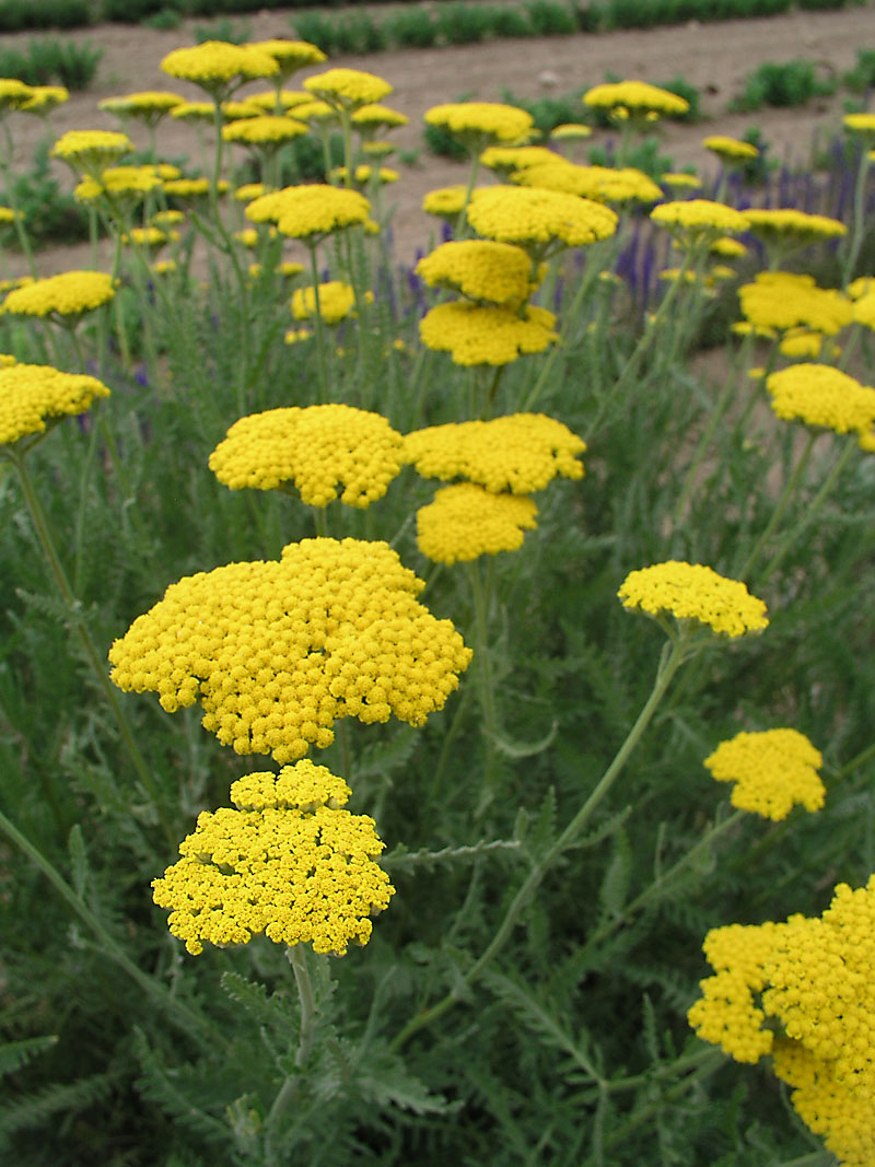 Achillea \u0027Coronation Gold\u0027 (Yarrow) 1 Gal