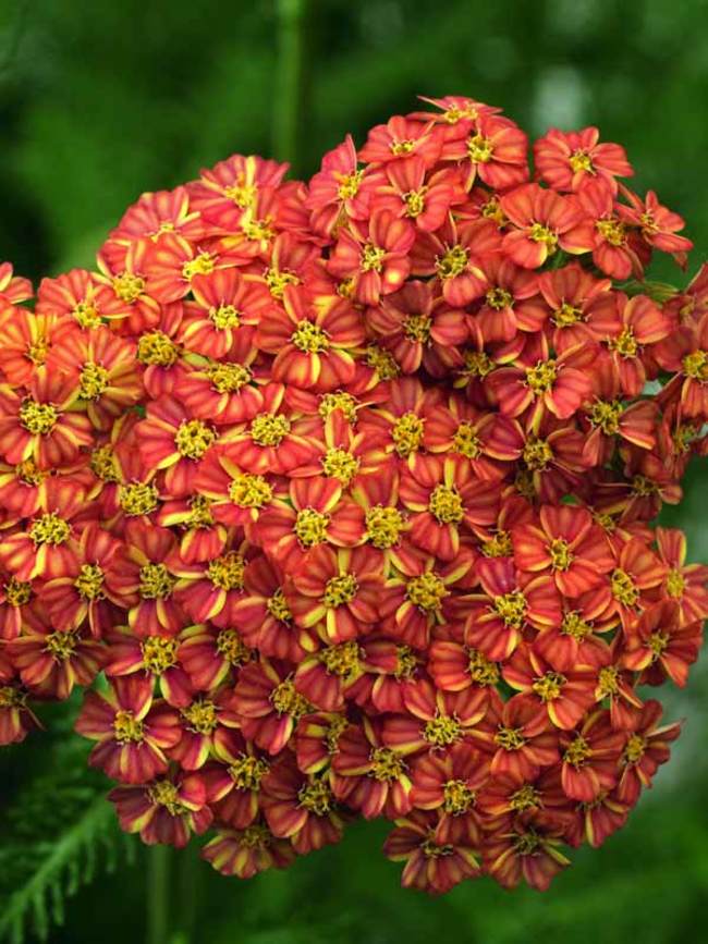 Achillea Desert Eve Terra Cotta