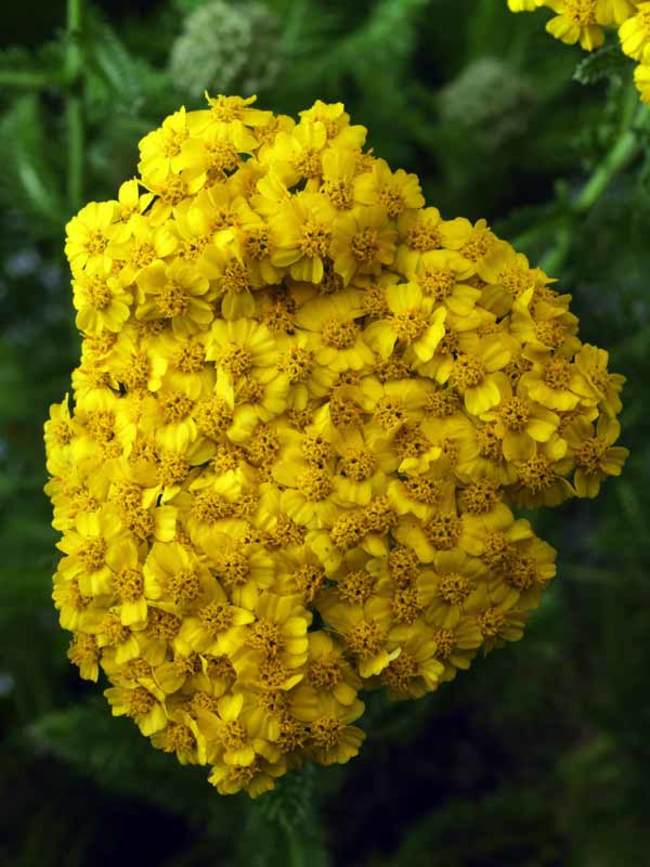 Achillea Desert Eve Yellow