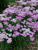 Achillea Firefly Amethyst