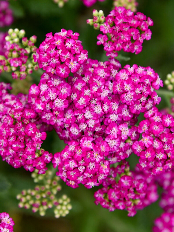 Achillea Firefly Fuchsia