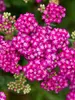 Achillea Firefly Fuchsia