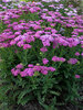 Achillea Firefly Fuchsia