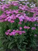 Achillea Firefly Fuchsia