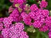 Achillea Firefly Fuchsia