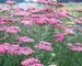 Achillea Froelich