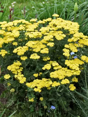 Link to Achillea Firefly Sunshine