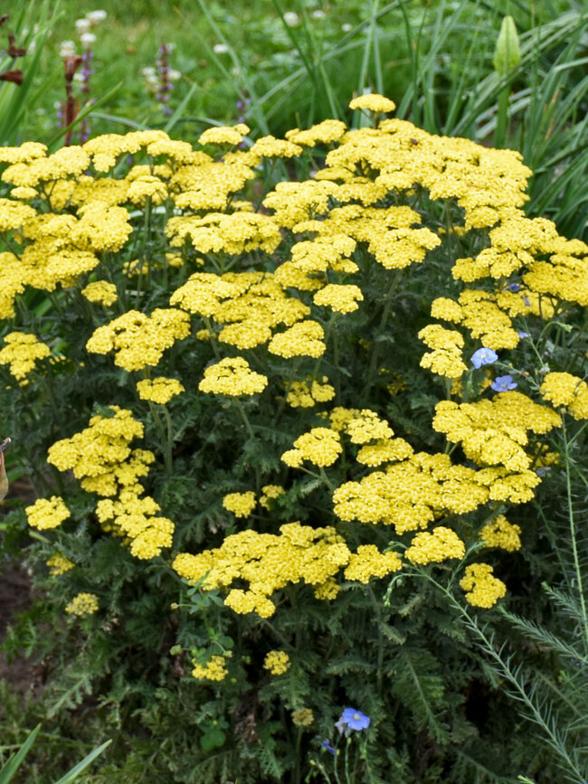 Achillea Firefly Sunshine