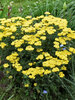 Achillea Firefly Sunshine