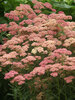 Achillea Heidi