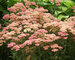 Achillea Heidi