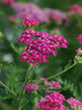 Achillea Layla