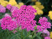 Achillea Layla