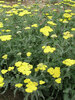 Achillea Moonshine