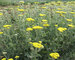 Achillea Moonshine