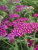 Achillea New Vintage Violet