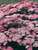 Achillea Pretty Belinda