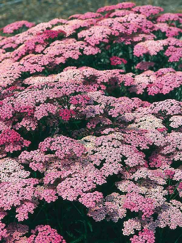 Achillea Pretty Belinda