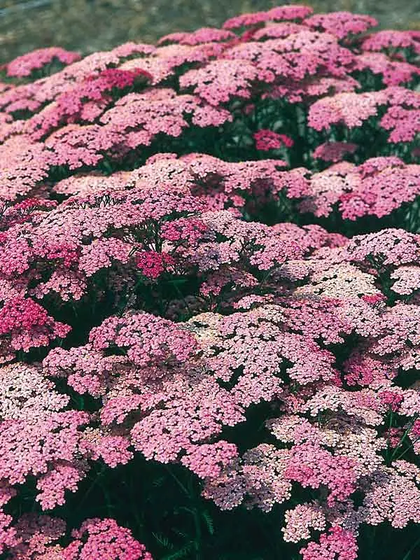 Achillea Pretty Belinda