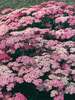 Achillea Pretty Belinda