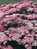 Achillea Pretty Belinda