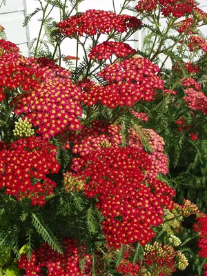 Link to Achillea Paprika