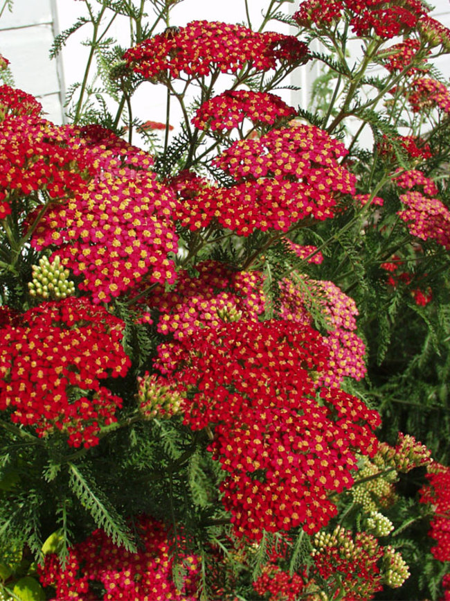 ACHILLEA MILLEFOLIUM 'PAPRIKA' - ACHILLÉE MILLEFEUILLE 'PAPRIKA