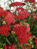 Achillea Paprika