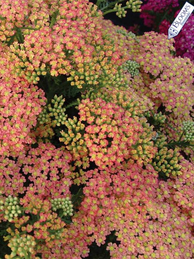 Achillea Peachy seduction