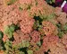 Achillea Peachy seduction