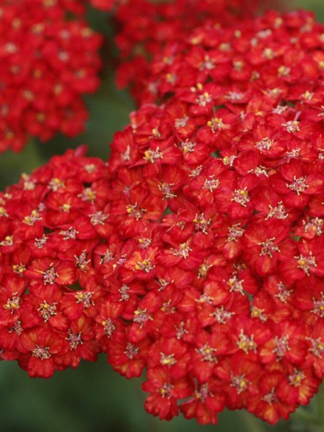 Achillea Pretty Woman