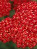 Achillea Pretty Woman