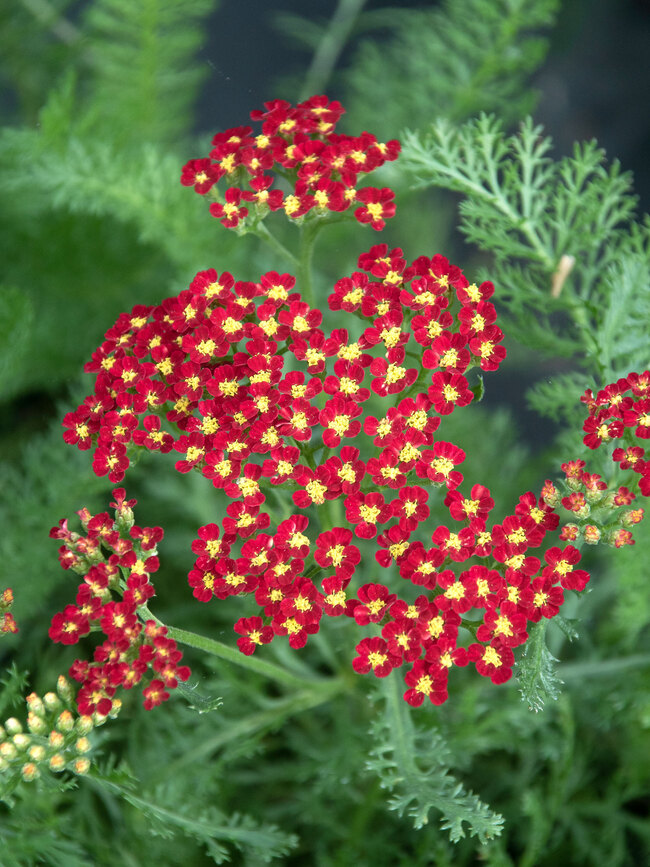 Achillea Milly Rock Red