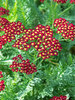 Achillea Milly Rock Red