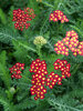 Achillea Milly Rock Red