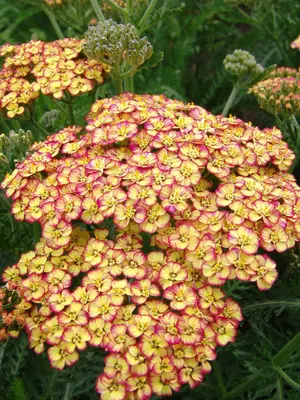 Link to Achillea Rainbow Tricolor